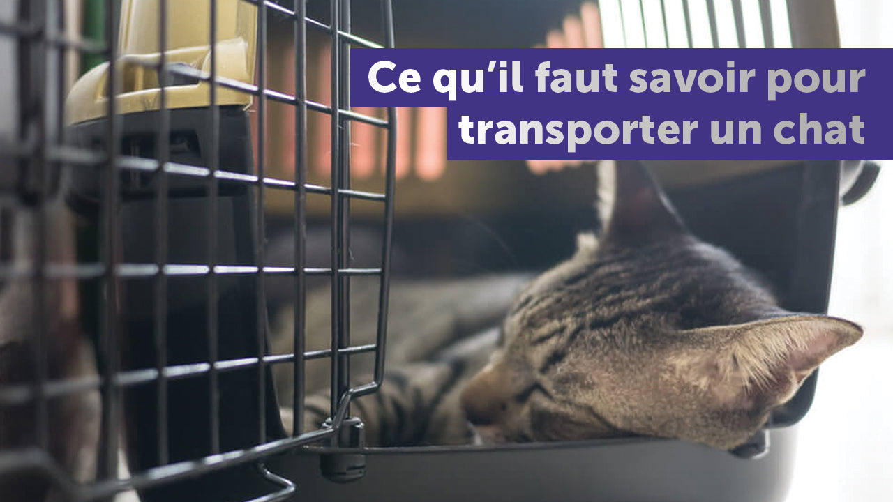 Comment transformer la cage transport du chat en un espace de plaisir ? -  Conseils d'un vétérinaire