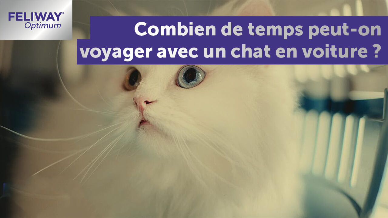 Combien de Temps Peut-on Voyager avec un Chat en Voiture ? - FELIWAY France
