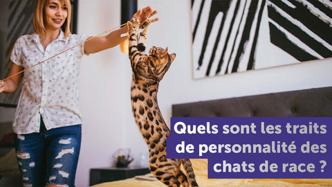 personnalité-des-chats-quelle-race-de-chat-choisir