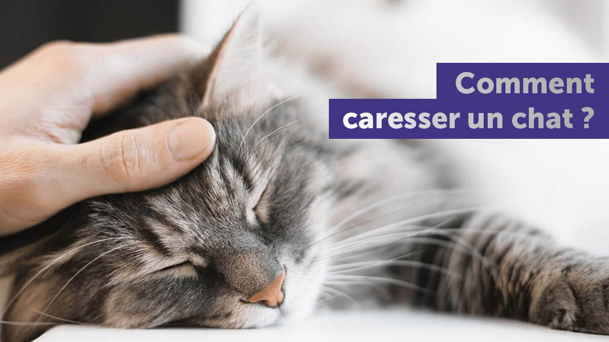 comment-caresser-un-chat