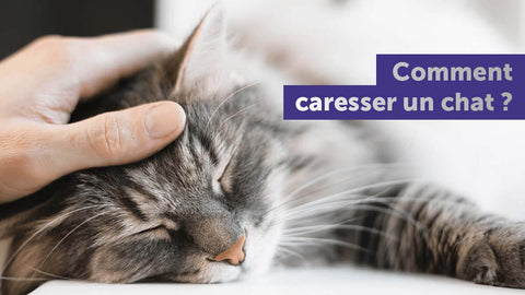 comment-caresser-un-chat