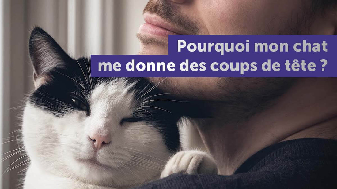 pourquoi-mon-chat-me-donne-des-coups-de-tete