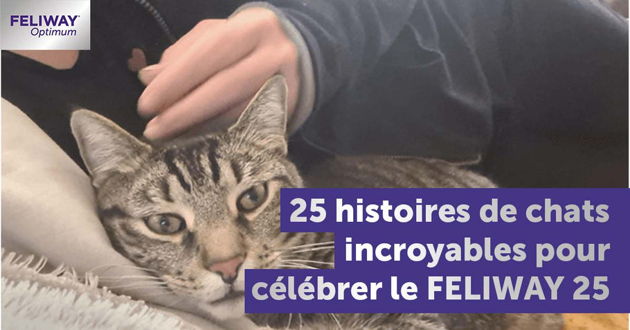 25 histoires de chats incroyables pour célébrer le FELIWAY 25 Award !