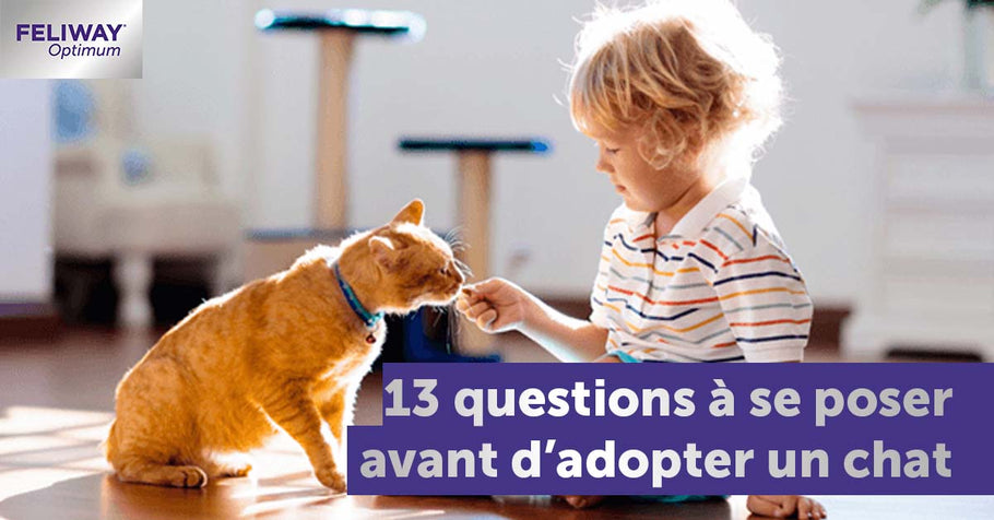13 questions à se poser avant d’adopter un chat