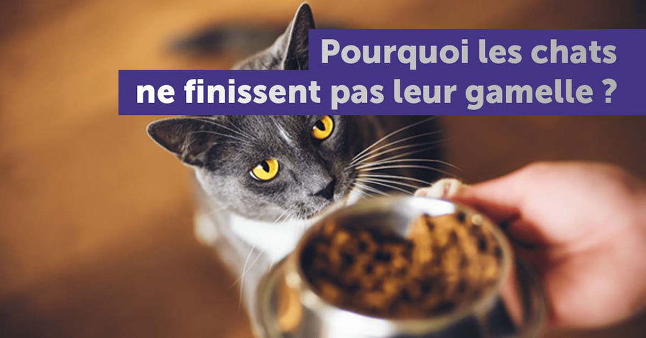 Pourquoi les chats ne finissent pas leur gamelle ?