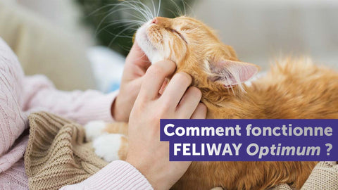 comment-fonctionne-le-diffuseur-feliway-optimum