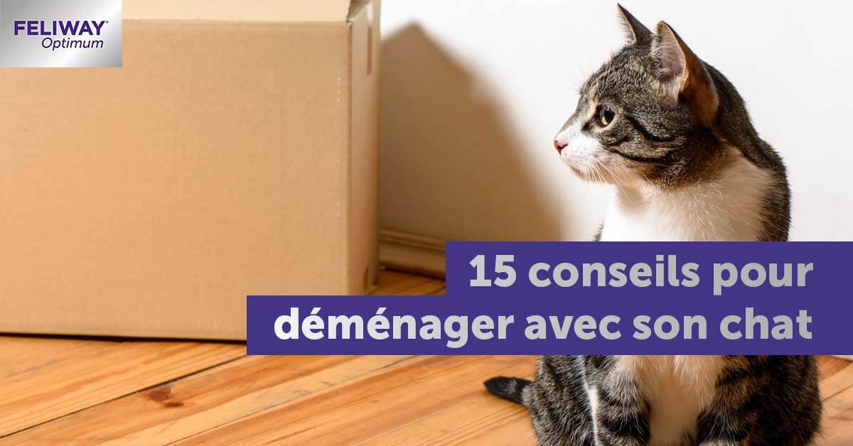 15-conseils-faciliter-changement-maison-chat