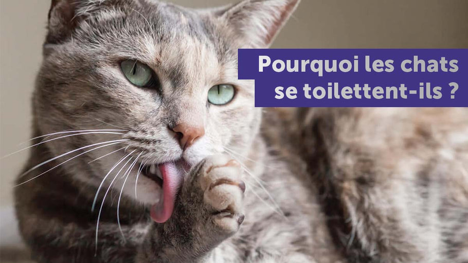 Pourquoi les chats se toilettent ?