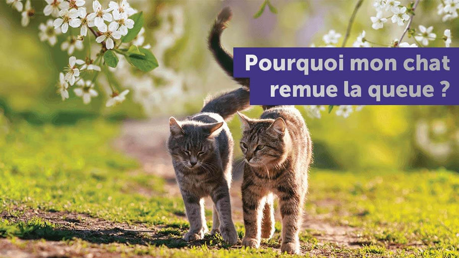 Que veut vous dire un chat qui remue la queue ?