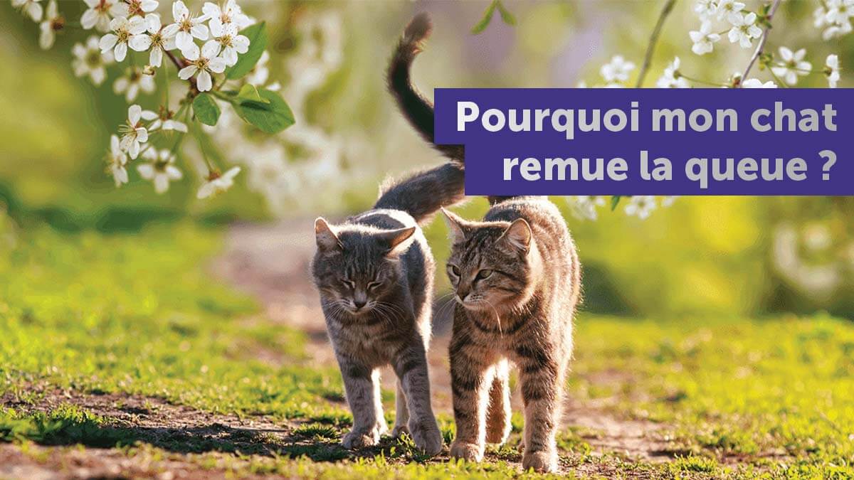 que-veut-vous-dire-un-chat-qui-remue-la-queue