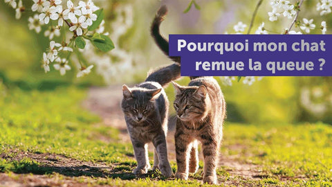 que-veut-vous-dire-un-chat-qui-remue-la-queue