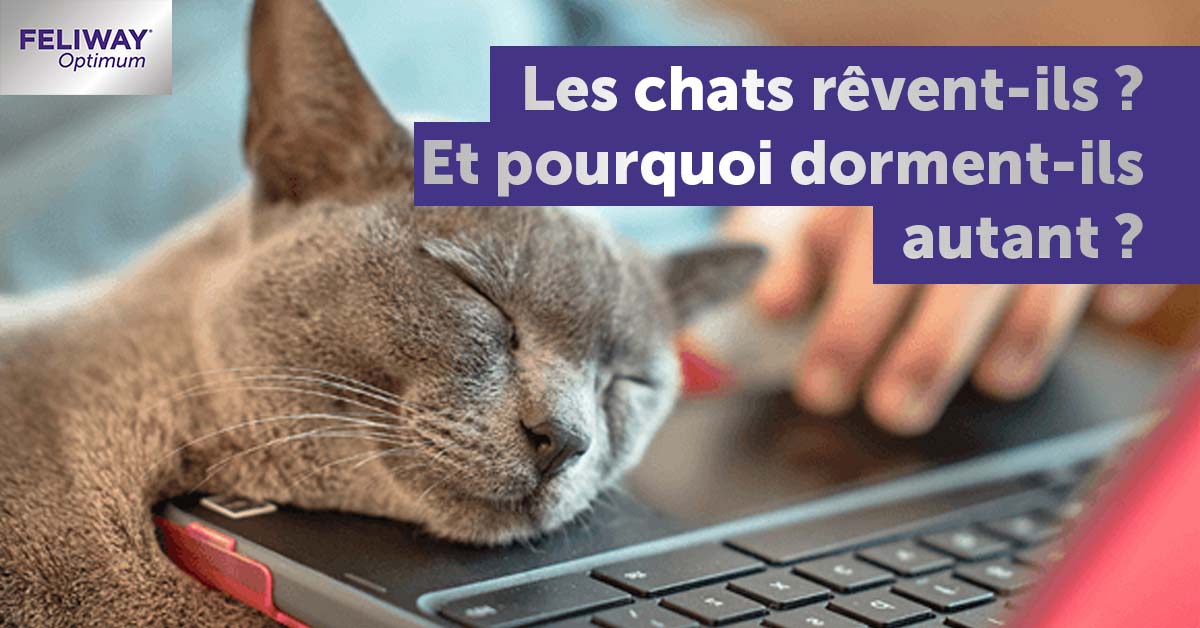 est-ce-que-les-chats-revent