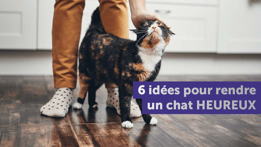 6 idées pour rendre un chat heureux