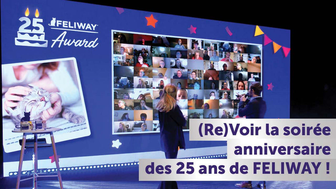 soiree-evenement-amoureux-chats