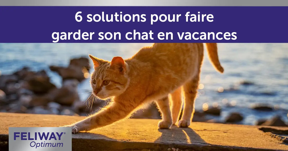Comment Faire Garder Son Chat A La Maison En Vacances