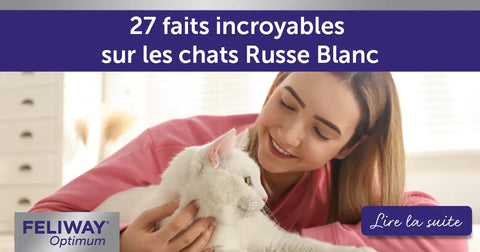 27 faits incroyables sur les chats Russe Blanc