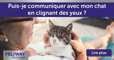Est-il possible de communiquer avec son chat en clignant des yeux ?