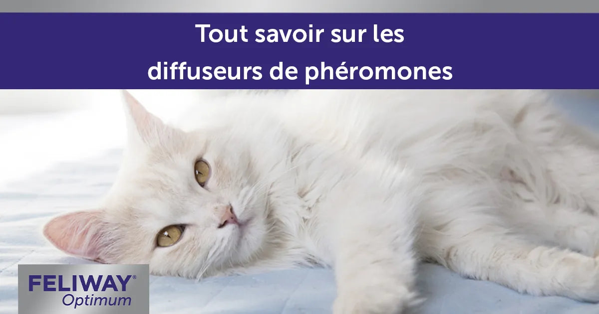 Les phéromones pour chat : qu'est-ce que c'est, quelle utilité ?