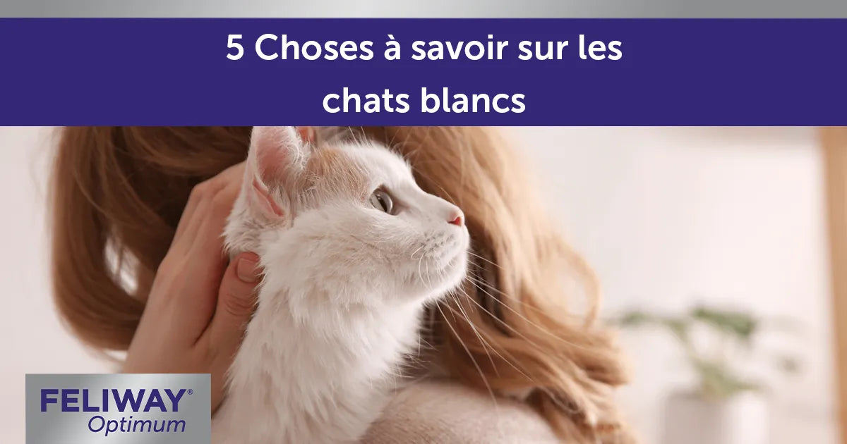 5 Choses à savoir sur les chats blancs - FELIWAY France