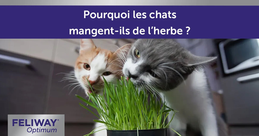 Pourquoi les chats mangent de l'herbe ?