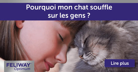Pourquoi mon chat souffle sur les gens ?