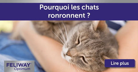 Point de vue de chat : Pourquoi les chats ronronnent ?