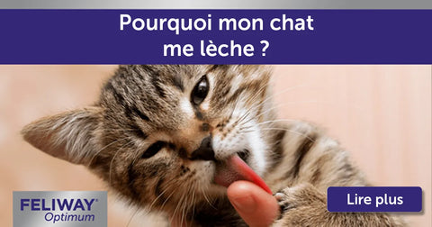 Point de vue de chat : pourquoi mon chat me lèche ?
