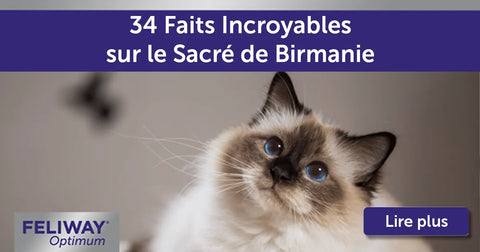 34 Faits Incroyables sur les Chats Sacré de Birmanie