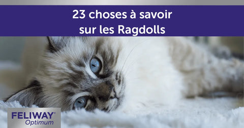23 choses à savoir sur les Ragdolls