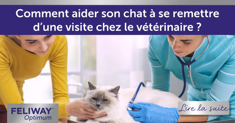 Comment aider son chat à se remettre d’une visite chez le vétérinaire ?