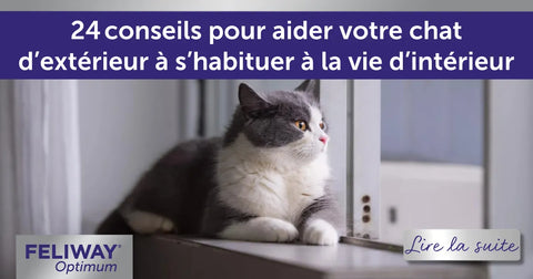 24 conseils pour aider votre chat d’extérieur à s’habituer à la vie d’intérieur