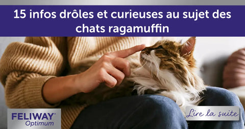 15 infos drôles et curieuses au sujet des chats ragamuffin