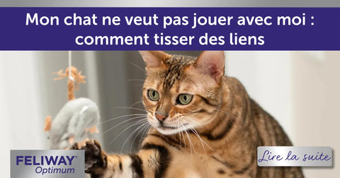 Mon chat ne veut pas jouer avec moi : comment tisser des liens ?