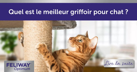 Quel est le meilleur griffoir pour chat ?