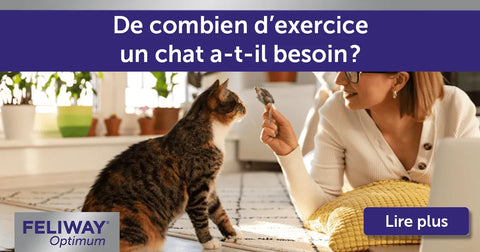 De combien d’exercice un chat a-t-il besoin ?