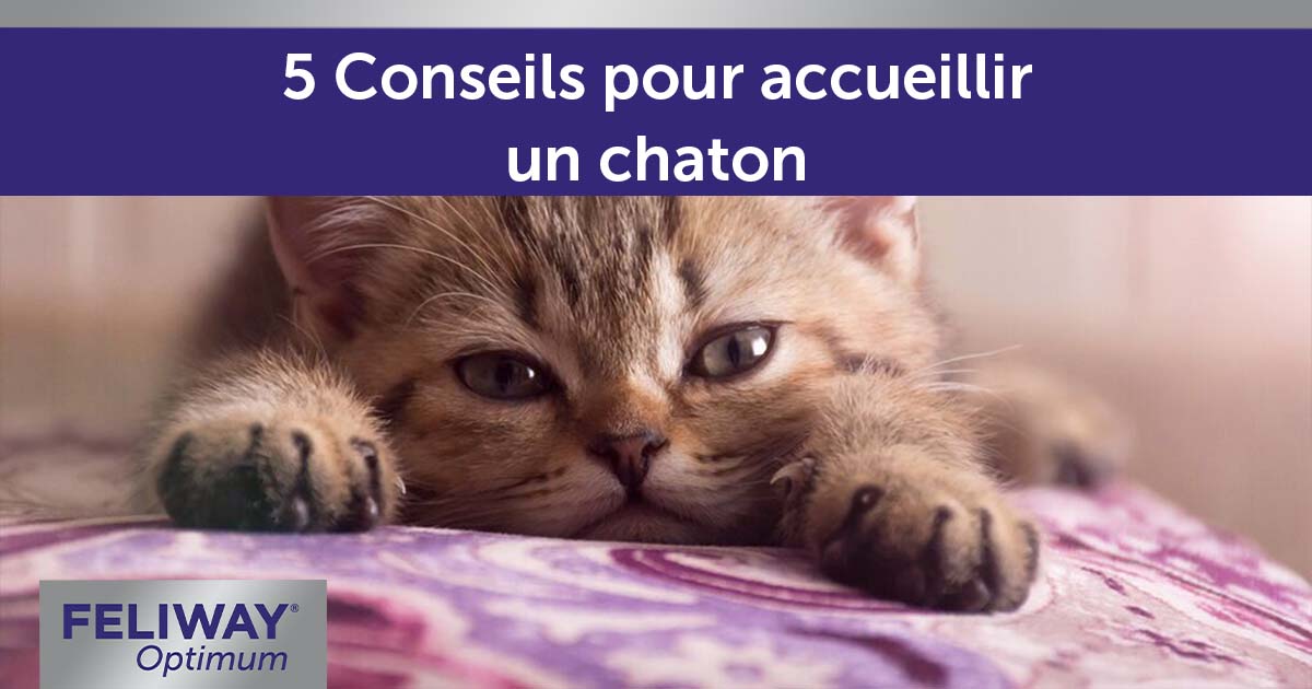 5 Conseils Pour Accueillir Un Chaton - FELIWAY France
