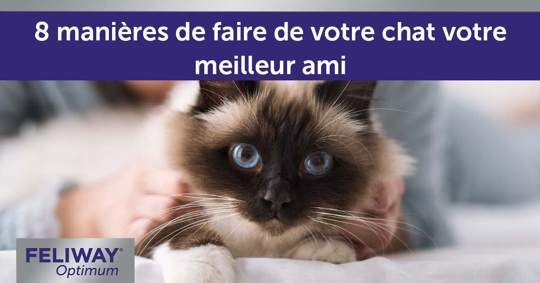 8 manières de faire de votre chat votre meilleur ami