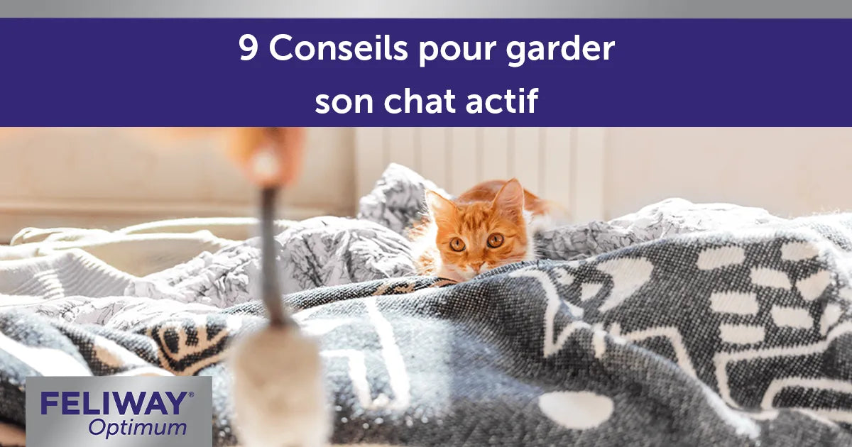 9 Conseils pour Aider votre Chat à Rester Actif