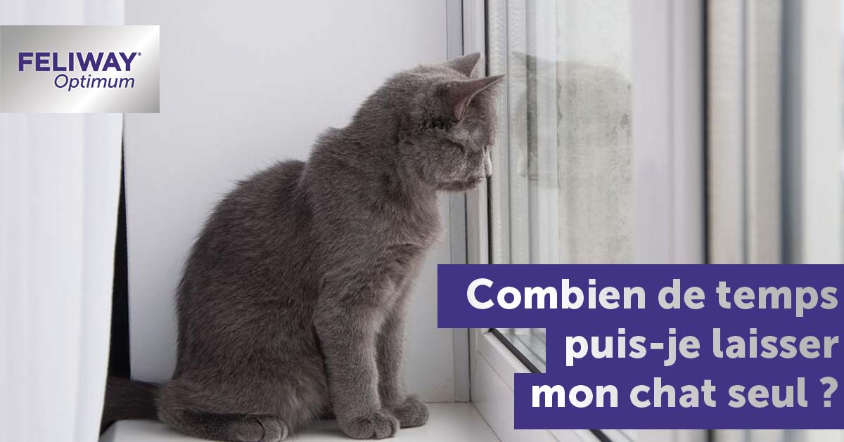 Combien de temps peut-on laisser son chat seul à la maison