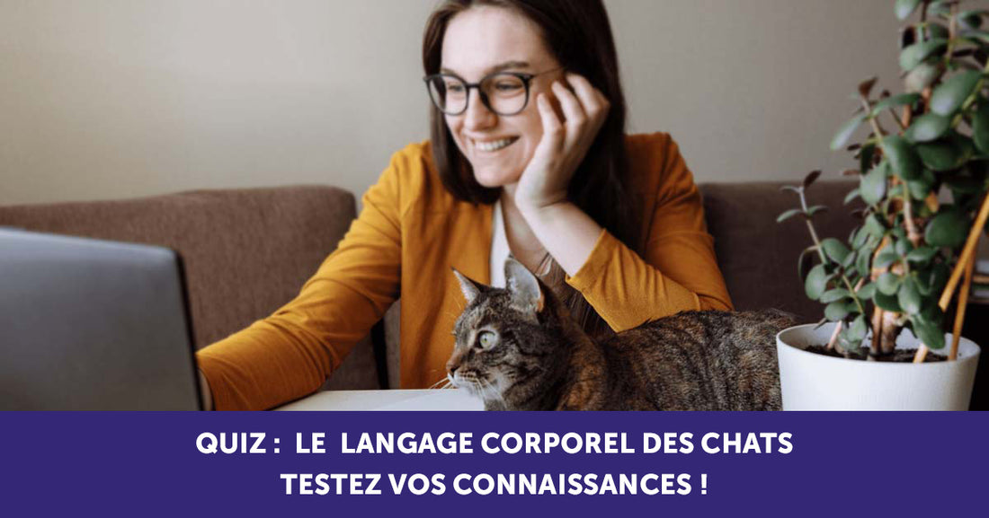 Quiz : Le langage corporel des chats