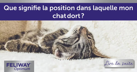 Que signifie la position dans laquelle mon chat dort ?