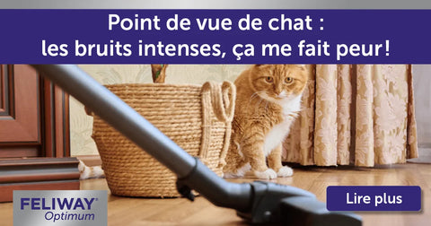 Point de vue de chat : les bruits intenses, ça me fait peur !