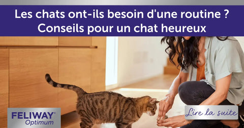 Les chats ont-ils besoin d'une routine ? Conseils pour un chat heureux