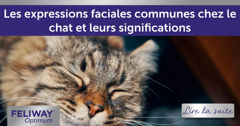 Les expressions faciales communes chez le chat et leurs significations