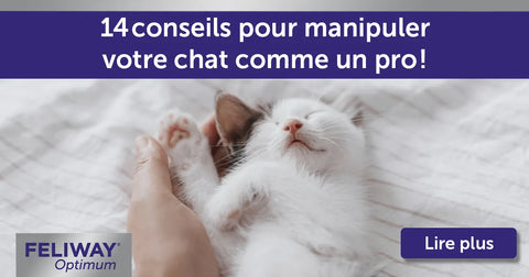 14 conseils pour manipuler votre chat comme un pro !