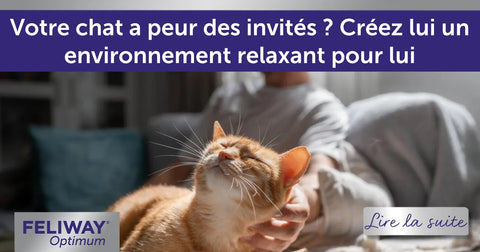 Votre chat a peur des invités ? Créez lui un environnement relaxant pour lui