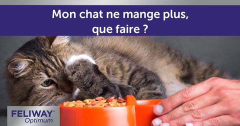 Mon chat ne mange plus. Que faire ?