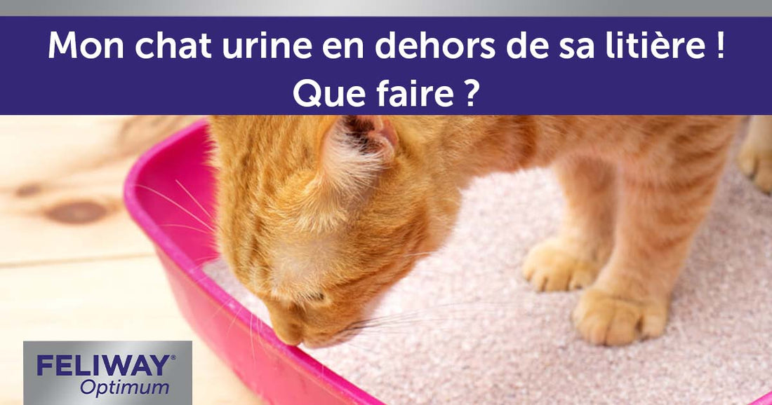 Mon Chat Urine Hors De Sa Litière. Que Faire ?
