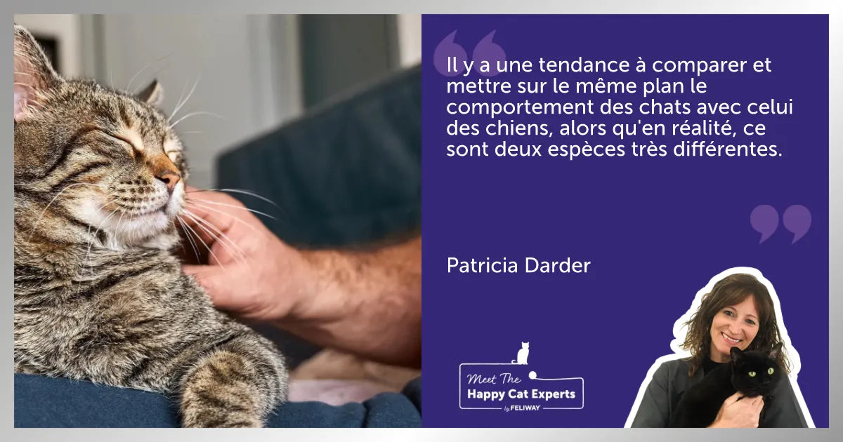 Améliorer la relation avec votre chat : Un expert vous explique !
