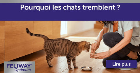 Pourquoi les chats tremblent-ils ?